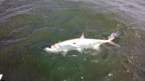 Ron Walters with 100 lb tarpon! Its tarpon time!