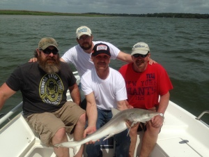 Rob Bernhardt, John Boles (holding shark), Larry Gorsline (rear) & David Heath with a keeper sharp nose shark. A tasty shark dinner!