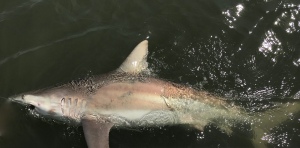 Ed Hamm fighting and bringing a large shark to the boat!