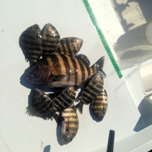 Neville and Stacy Wilburn with a nice mess of sheepshead. First time sheepshead fishing!