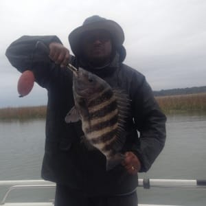 Shannon Jackson with a Nice sheepshead!