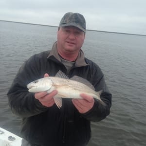 Greg Colline catching some schoolie reds on mud minnows!