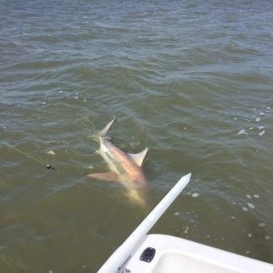 Bob & Patty Siedl with a top end Black Tip Shark