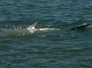 Back of a big tarpon Mark Amberg bough to the boat!