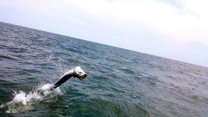 Tarpon going airborne!
