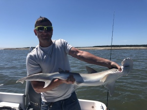 Andy Haskel with a bonnet head shark. Bonnet heads are the first sharks to arrive and last the leave.