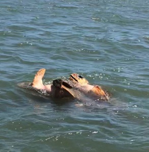 Making Turtles. Logger head turtles mating.