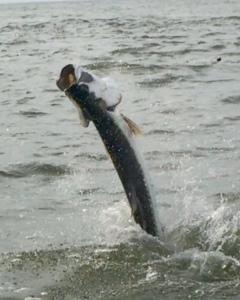 Robb Young and boys fighting and landing a big tarpon!