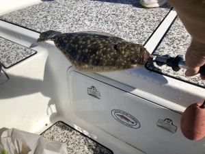 Nice flounder!
